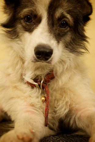 Illustration for article titled Shooting Challenge Pets Gallery 5